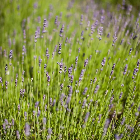 圣宾德鲁普克罗酒店 宾馆